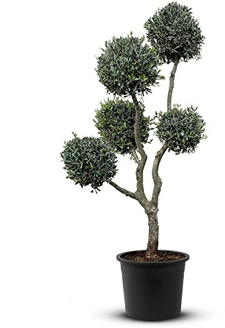 Tropictrees Bonsaï en forme de boule Olea Europea résistant au froid avec un tronc lisse adaptable et une forme ovale Bonsai Tree adapté au pot et au jardin 160/180 cm