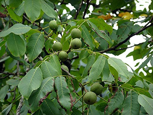 Echte Walnuss Juglans regia Pflanze 45-50cm Walnussbaum Welschnuss Baumnuss