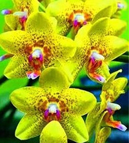 Portal Cool Semi di orchidea Gialla Cymbidium Orchidee 80 semi - Kostenlose Lieferung