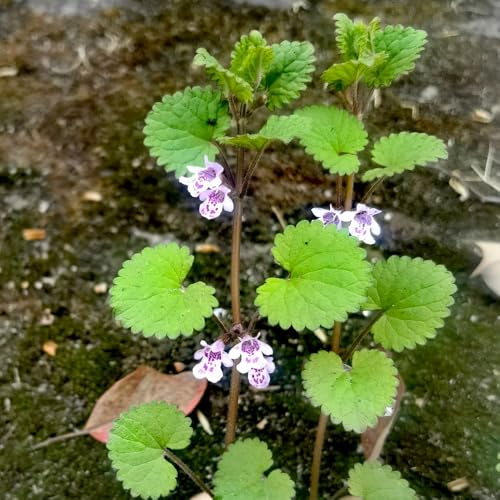semi di edera terrestre al coperto d'appartamento esotiche in vaso balcone, varietà antiche rare giardino selvatiche, 300pcs