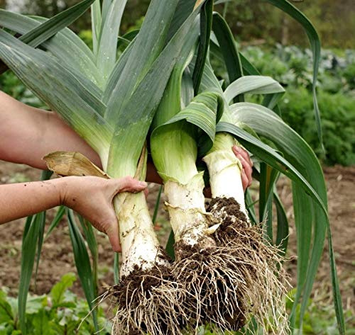 Seeds4planting - Seeds Leek Fall Giant - Organic