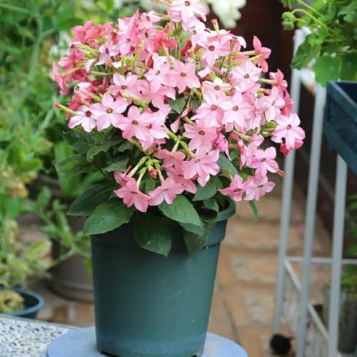 semi di tabacco biologici - giardino resistenti balcone vecchie varietà perenni 80pcs