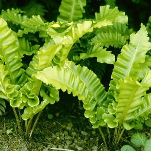 6x Hirschzungenfarn 'Undulatum' - Asplenium scolopendrium 'Undulatum' - Topf 9x9cm - Dekorativer Farn für Garten