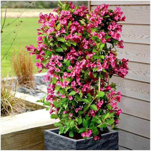 GrowOn Shrubs [x2] Weigela Towers of Flowers 'Cherry' | Multi-Pack | Deciduous Shrubs | Outdoor Garden Ready Plants | Spring and Summer Flowering | Red Flowers