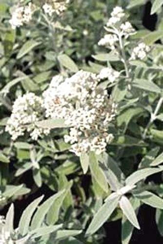 Portal Cool Buddleia Davidii Argento Gelo 20 Semi