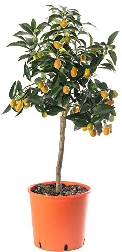 Großer Kumquat-Zitrusbaum - Züchte dein eigenes Obst zuhause im Innen- oder Außenbereich. Garten