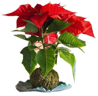 Kokedama Stella di Natale - Realizzato a mano - Made in Italy - Pianta vera da interno (M)