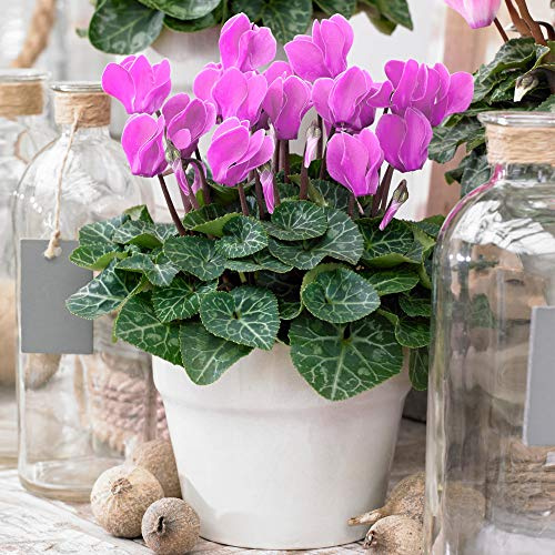 Rosa Blühendes Alpenveilchen - Cyclamen persicum Winterharte Pflanze 25-35 cm