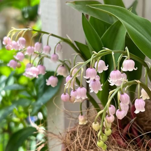 lirio de los valles en maceta, silvestres, lirio los valles silvestres balcón Mini rizoma decoración jardín y balcón 20bulbos