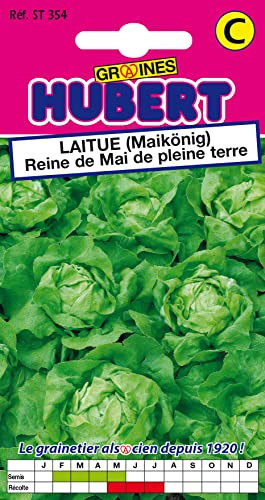 Graines de Laitue Reine de Mai - 3 grammes