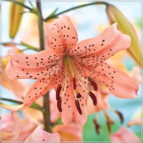 Lilium Resistenti al freddo,adattabilità,Giglio Bianco,Unico.(Steli grandi,senza semi,non artificiali)-6pezzi-F