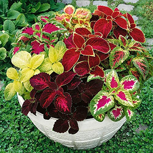 Welldales 50 UK Coleus Rainbow Seed Mix Dwarf Coloured Flowers to Plant & Grow Bush Plants