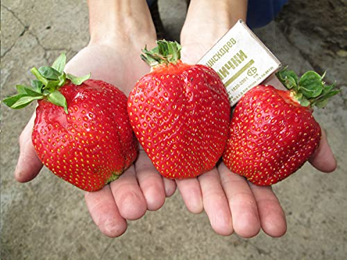 Seeds Strawberry Fresca Giant Everbearing Climbing Heirloom Fruits for Planting Non GMO