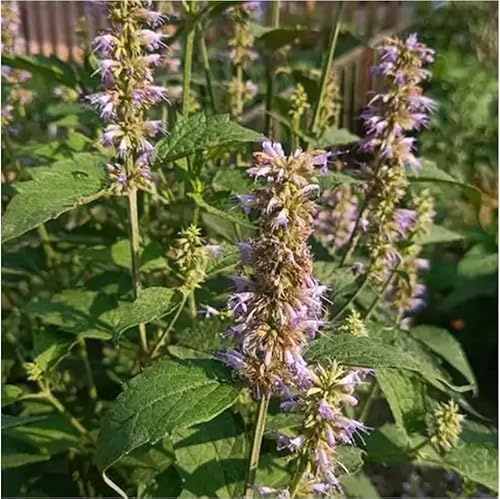 semi di ortica profumati, medicinali Agastache foeniculum, resistenti per il giardino da balcone da giardino roccioso resistenti rare balcone con aiuola 200pcs