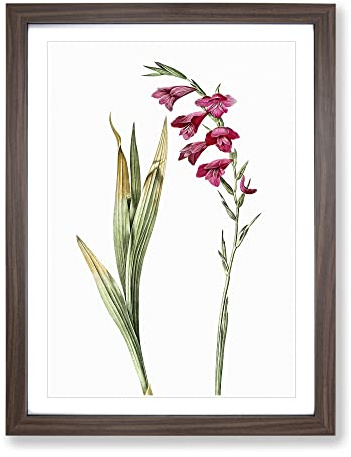 Pink Gladiolus Flowers By Pierre Joseph Redoute Vintage Framed Print | A2 Walnut Framed Wall Art | Ready to Hang | Classic Floral Picture | Living Room Bedroom Lounge Office