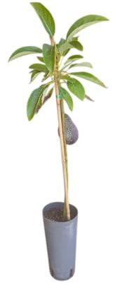 Árbol de Aguacate para Exterior de 1,5m Injertado para Producción Rápida
