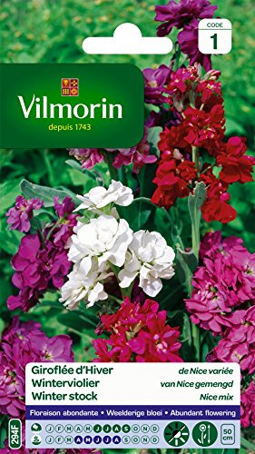 Vilmorin Giroflée d'Hiver Multicolore | Floraison abondante, utilisations massifs hauts, bouquets, odorant, semis juin à sptembre, floraison avril à août