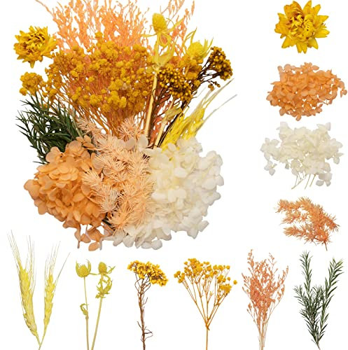 LAUMOE Getrocknete Blumen, Trockenblumen Zum Basteln Mini Trockenblumen Set für DIY Epoxidharz Scrapbook Zubehör Handgemachte Heimdekoration Hochzeit (Gelb)