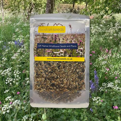 Boston Seeds Heavy Shade Wildflower Seeds (10-200cm) - Perennial Wildflower Seed Mix with 24x Flower Species. Wildflower Seeds for Woodland & Shaded Areas. British Native Wild Flower Seed Mix (50g)