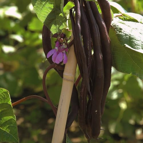 Climbing Bean 'Blauhilde' - Stringless Purple Pods for Extended Harvest - Bean Mosaic Virus Resistant - Easy Companion Planting - Ideal for Home Gardens! - 1x Seed Packet by Suttons