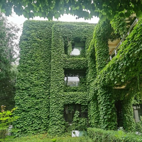 wilder wein, jungfernrebe - büropflanzen immergrüne Parthenocissus tricuspidata steingartenpflanzen balkon für sonnige plätze rankpflanzen zimmerbonsai exotische winterharte garten 650samen