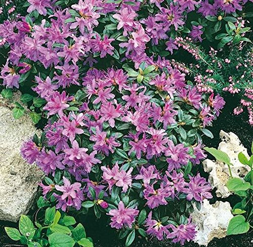 Zwerg Rhododendron Moerheim 20-25cm - Rhododendron impeditum - Zwerg Alpenrose - lebende Gartenpflanze aus den Baumschulen