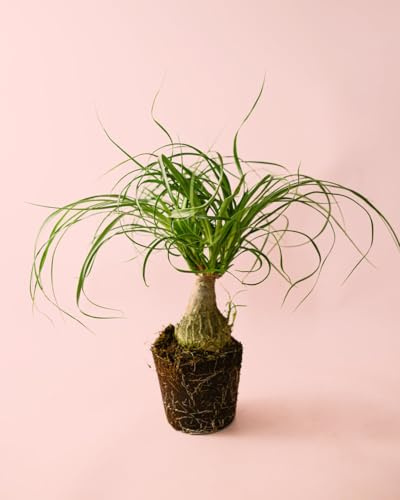 PUR PLANT Pata de Elefante | Beaucarnea Recurvata Pet Friendly | Planta de Interior Natural Resistente | Maceta de Ø 12 cm