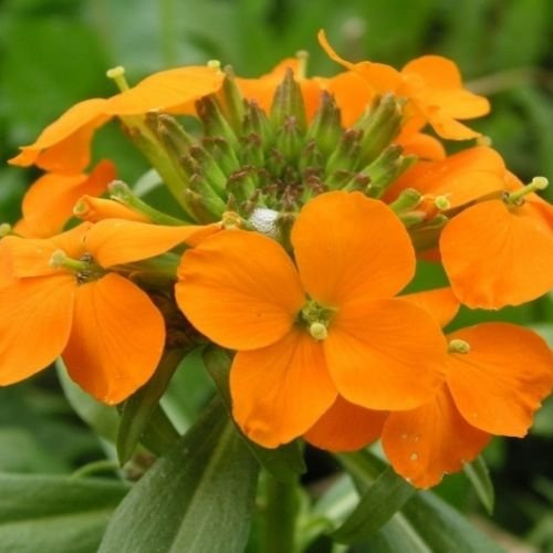Graines de giroflée de Sibérie Cheiranthus Allionii