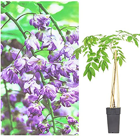 Japanische Wisteria Sinensis Kletterpflanze, Blauregen, Winterhart, 2L Topf, Violett (Wisteria sinensis Prolife ca.50-60 cn, 1)