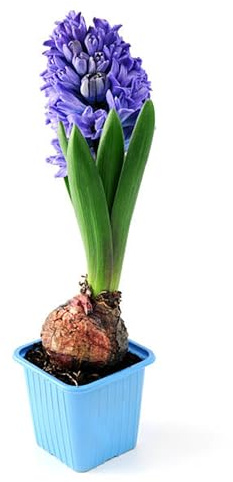 Mehrjährig, Beste Sorte, Ideale Garten, Seltene, Sehr Exklusiv, Gartendekoration, Pflegeleicht, BlüHend, (Winterhart/Stauden/Staude) -2Hyazinthen -J