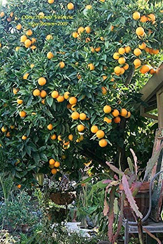 Aamish Arbre fruitier orange de Valence nain 15pcs