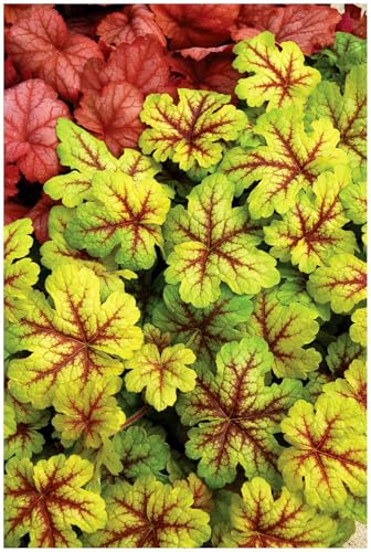 Stauden Gänge 1 x Heucherella Hybride 'Alabama Sunrise' winterhart | Purpurner Bodendecker für Halbschatten bis Schatten, Blüte Mai bis Juli, mehrjährig, 1 L Topf (11x11 cm)