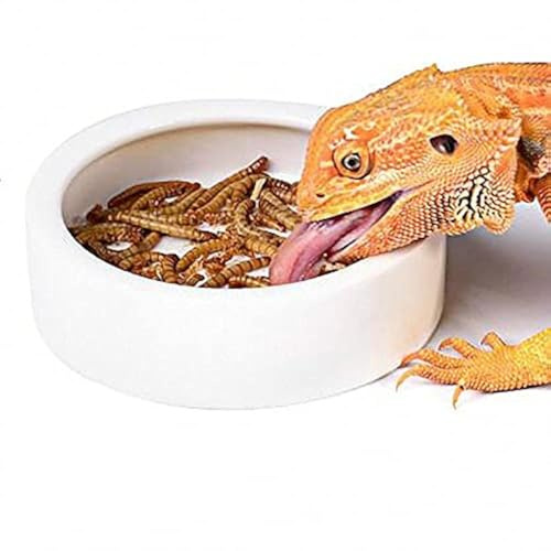 RunXF Reptiles Bowl Ceramics Dish 3.9 x 1 inch Round Feeder Anti-Escape Dubia Roach Breadworm Plate with Deep Edge for Lizard Gecko Tortoise (M)