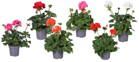 Geranios de Exterior Naturales Lote de 6 Plantas con Flores de Colores Mixtos