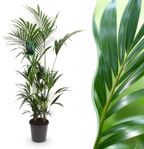 Green boutiQ - Plante d'intérieur - Howea Forsteriana - Palmier Kentia - Peu d'entretien - Vert - 1 plante - Pot 27cm - Hauteur 160-170cm