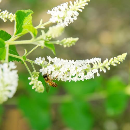 10samen schmetterlingsflieder - winterharte stauden sommerflieder winterhart kräuterpflanzen gartensamen blumensamen balkon garten