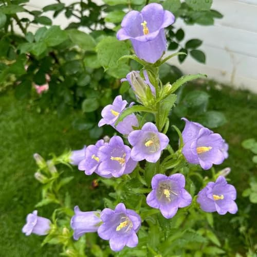 Semi di campanula-Campanula media,di semi di,da esterno da balcone,da giardino resistenti in vaso,decorative resistenti per 100pcs