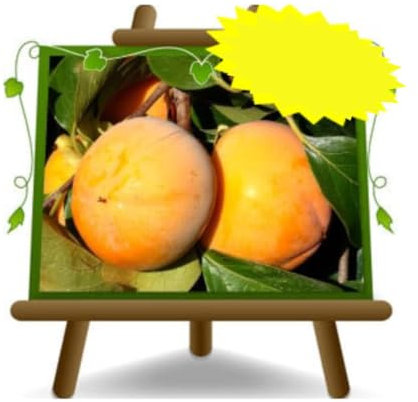 Kaki Pomme variété Jiro - Plante fruitière vieux sur pot 26 cm. - *hauteur maximale 180 cm. - 4 ans