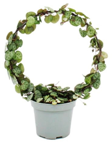 Ceropegia woodii String of Hearts - Bougeoir sur l'arc rond - Pot de 9 cm