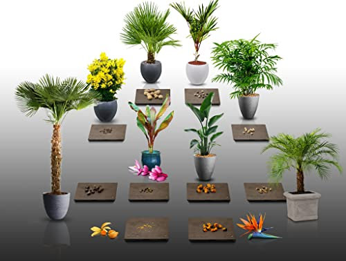 Lot de 150 graines à semer - Le Grenier d'Abondance - Plantes Exotiques en Pot - 10 sachets individuels