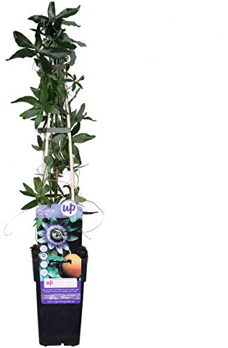 Passionsblume Passiflora caerulea – ca. 30 cm – exotische Kletterpflanze, winterhart & mehrjährig – Blühwunder für Garten, Balkon & Terrasse