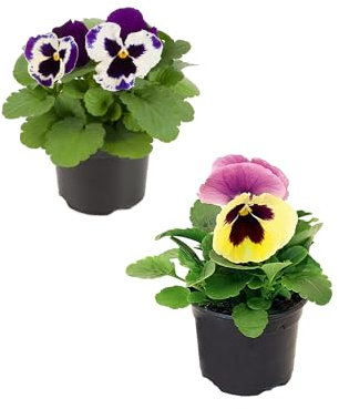 DOS Unidades de Viola o Pensamiento Natural Flores de Navidad para Ideales para tu Jardín