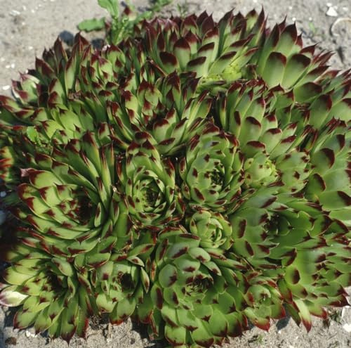 Sempervivum x cultorum 'Reinhard' 9x9 cm Topf – Winterhart, Immergrün, Pflegeleicht – Hauswurz – Sukkulente für Steingarten & Dachbegrünung