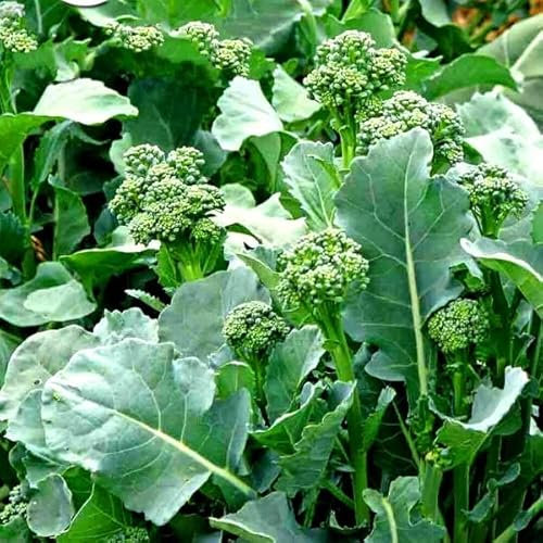 Buy4seeds 1500 Seeds Broccoletto quarantino Broccoli Spring raab rapini Vegetable