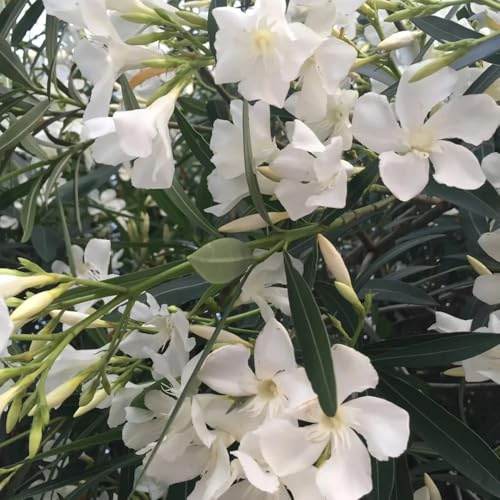 semi di oleandro, esotiche Nerium oleandro, esterno vecchie varietà semi di come ospiti da giardino esterni 20pcs