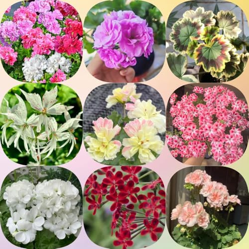 Geranien, stauden winterhart mehrjährig wildblumensamen bodendecker steingartenpflanzen winterhart geschenke für gärtner für sonnige plätze seltene alte sorten bio exotische 60Samen