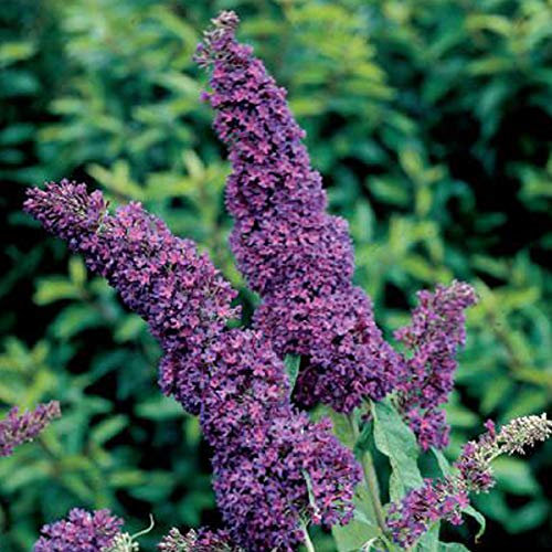 Buddleja Davidii Purple Emperor ('Pyrkeep') - Arbusto mariposa 'Emperador púrpura' 30-40 cm en maceta