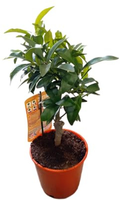Árbol de Kumquat en Maceta Planta Cítrica Natural Exquisita para Jardín o Interior