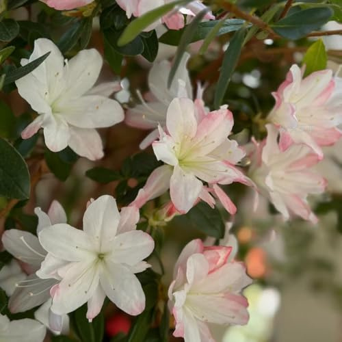 Semillas de azalea y rododendro, resistentes de jardín real, arbusto resistente ación, balcón, verdes, decoración 15pcs