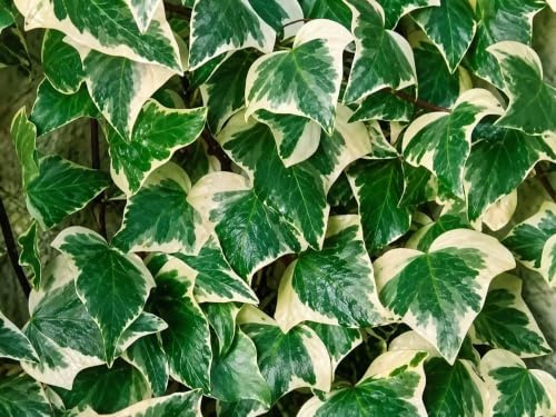 Gardenaria Edera Hedera helix 'Gloire de Marengo' Pianta Rampicante Ornamentale da Esterno, Verde e Bianco Crema, 100/120 cm, Vaso 19